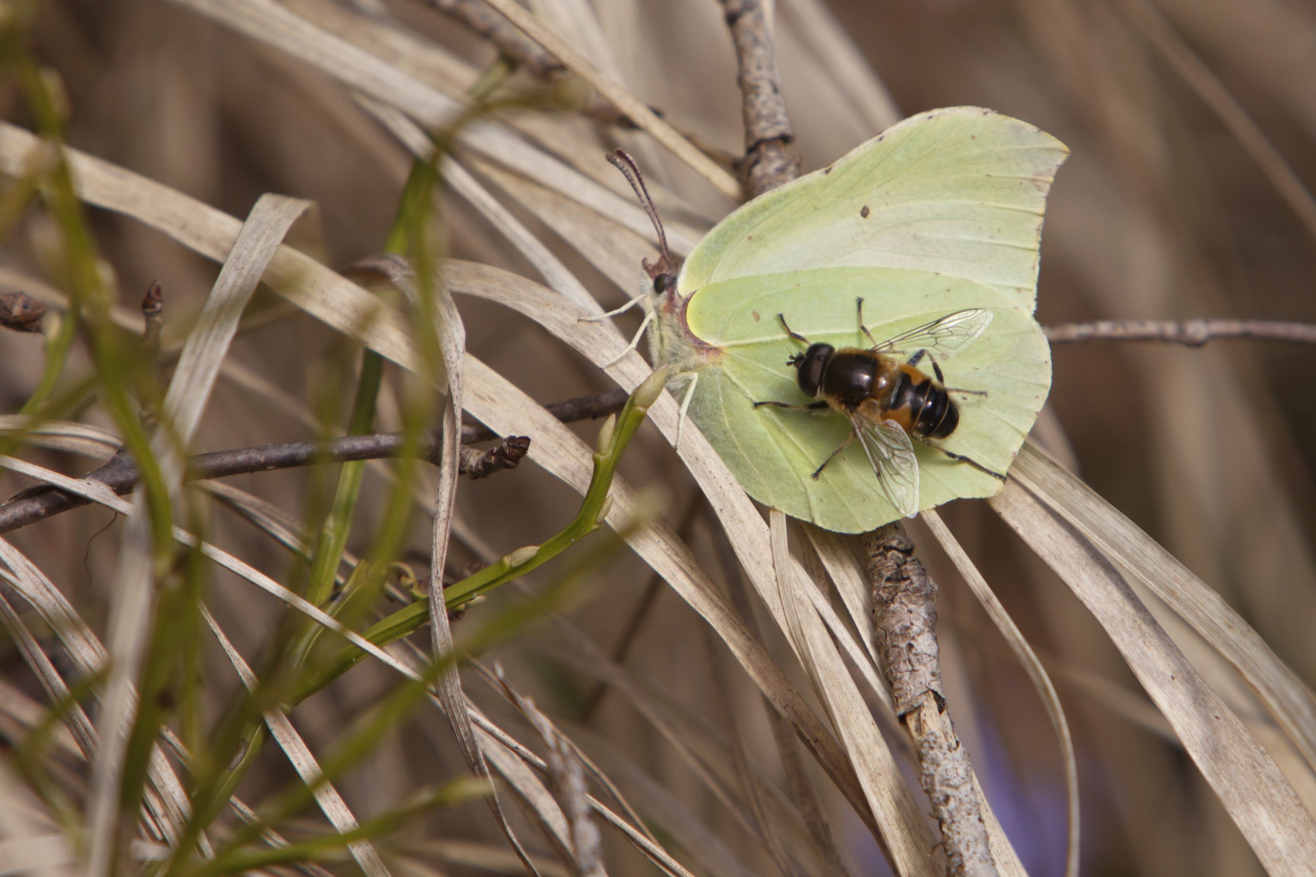 En fluga som landat på en citronfjäril tidigt på våren.